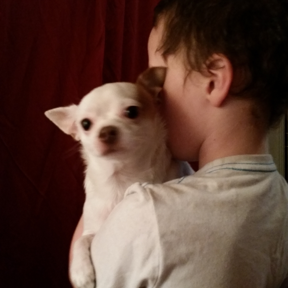 Free Chihuahua Hairs! - Picture 1 of 3